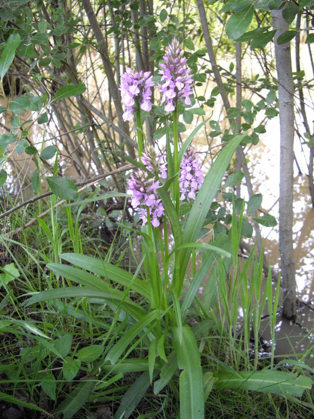 Dactylorhiza praetermissa